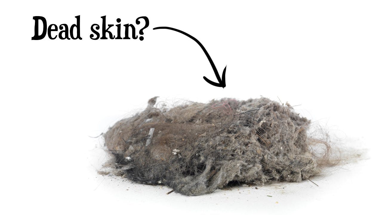 Is Dust Mostly Dead Skin? Aug 18, 2020